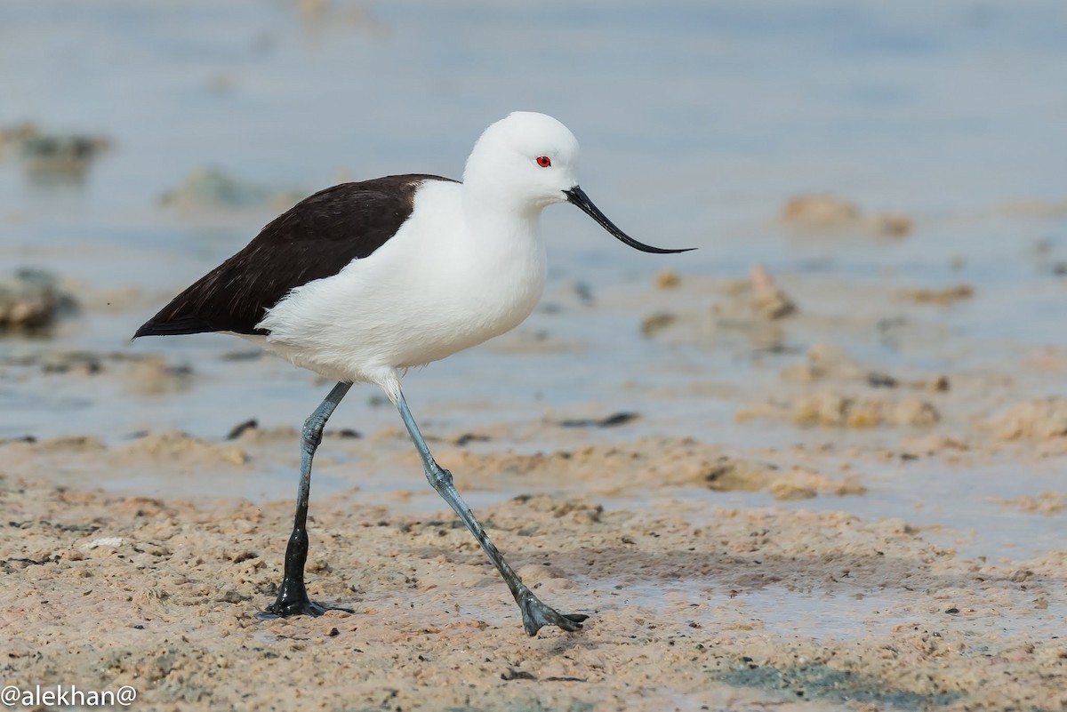 Andean Avocet - ML164418721