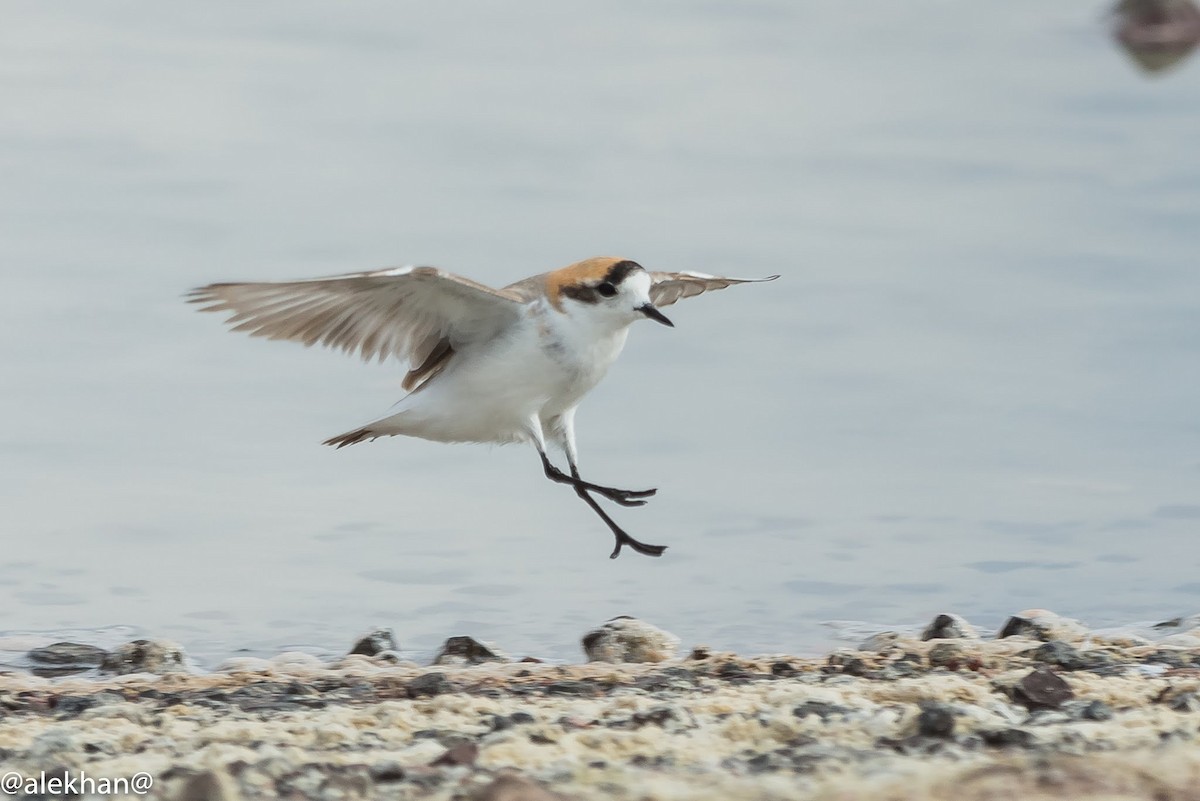 Puna Plover - ML164418761