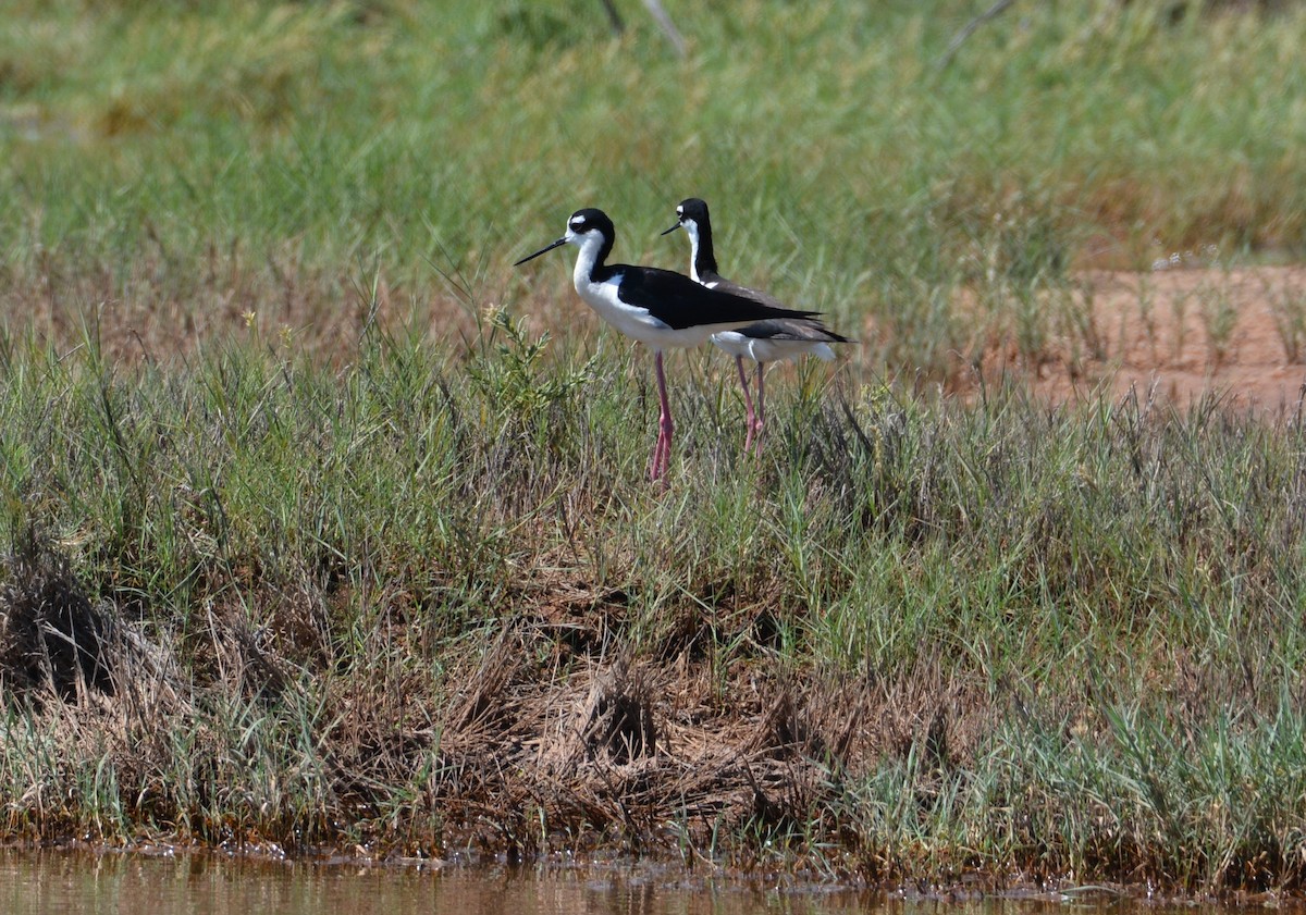 Black-necked Stilt - ML164419431