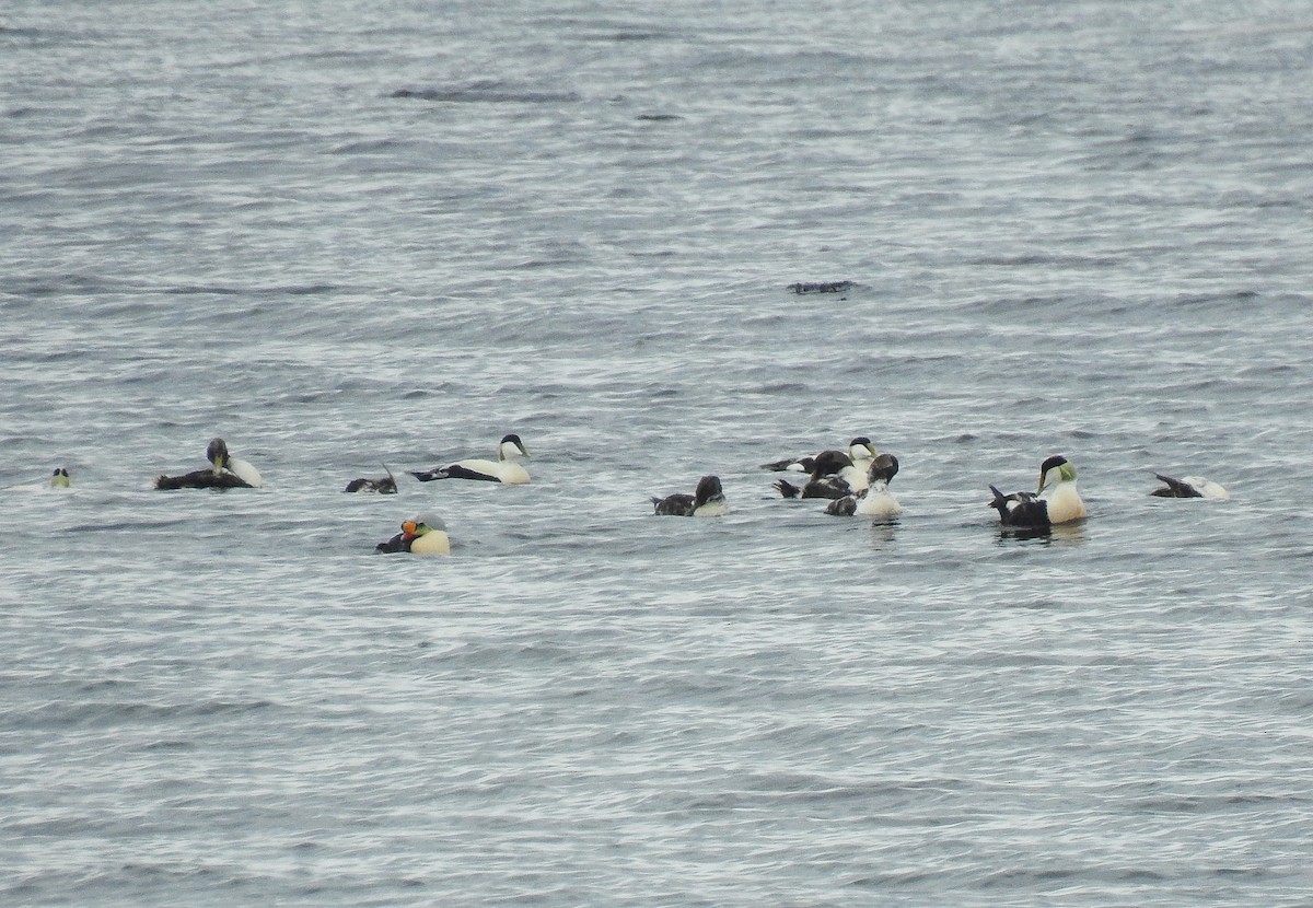 Eider à tête grise - ML164419931