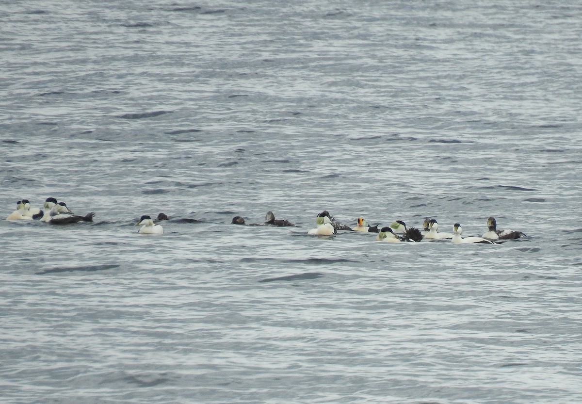 King Eider - Colin Leslie