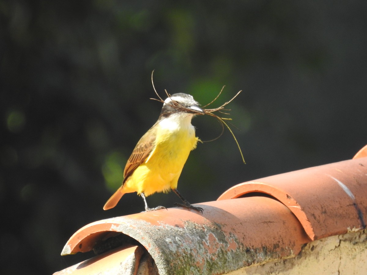 Great Kiskadee - ML164421001