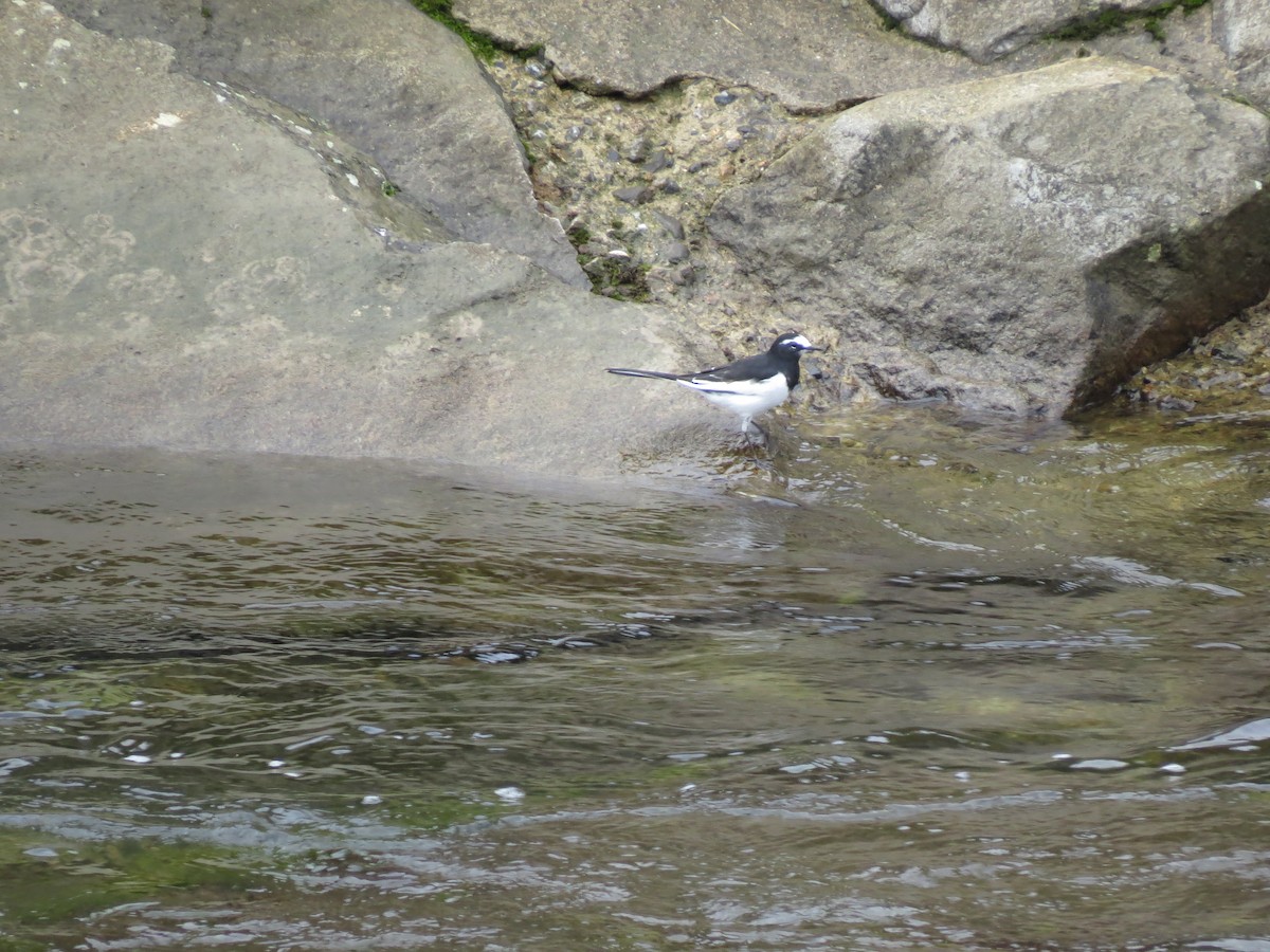 White Wagtail - ML164421471