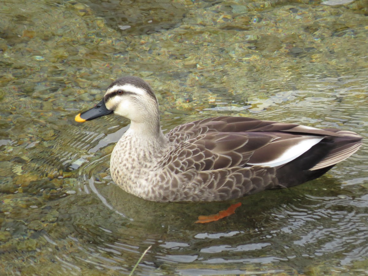 Eastern Spot-billed Duck - Christian Cholette