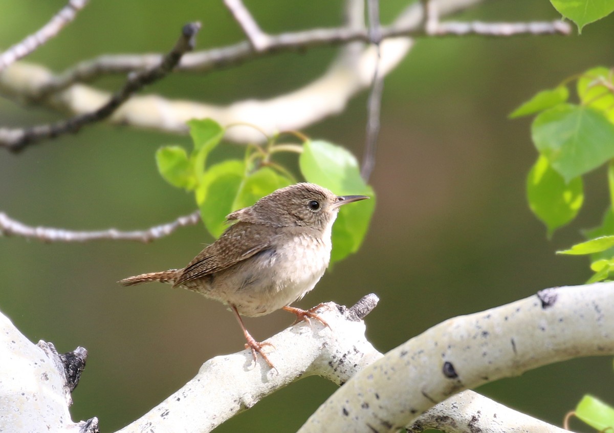 Northern House Wren - ML164421841