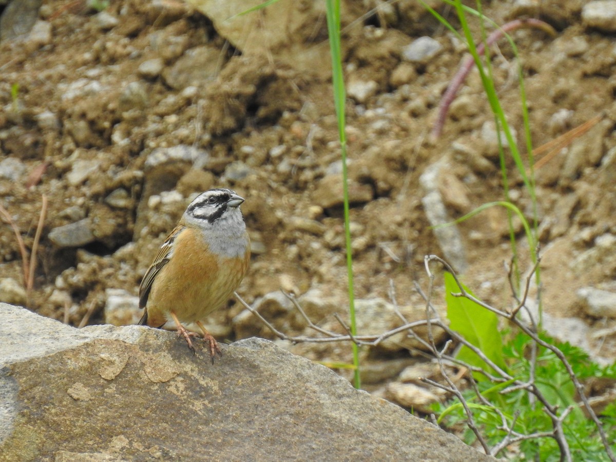 Rock Bunting - ML164422151