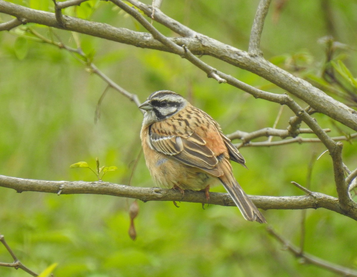 Rock Bunting - ML164422171