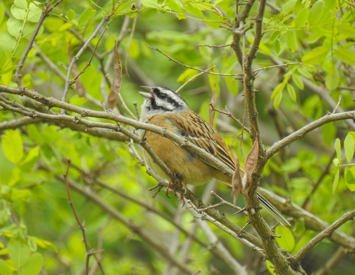 Rock Bunting - ML164422181