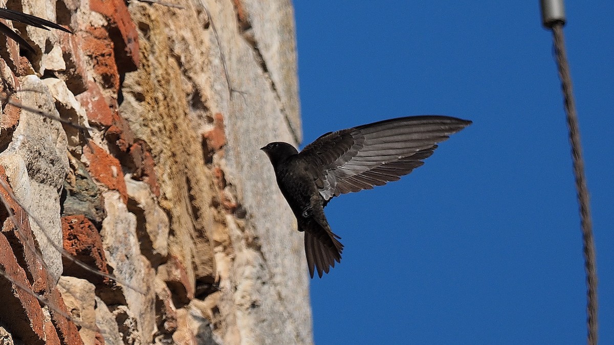 Common Swift - Mario Martin