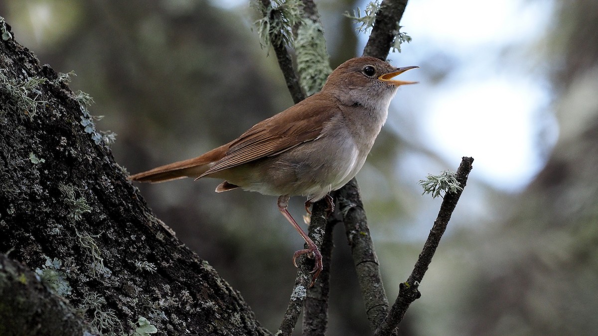 Common Nightingale - ML164422311