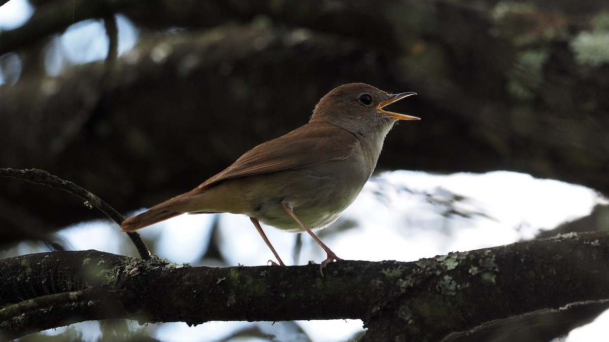 Common Nightingale - ML164422341