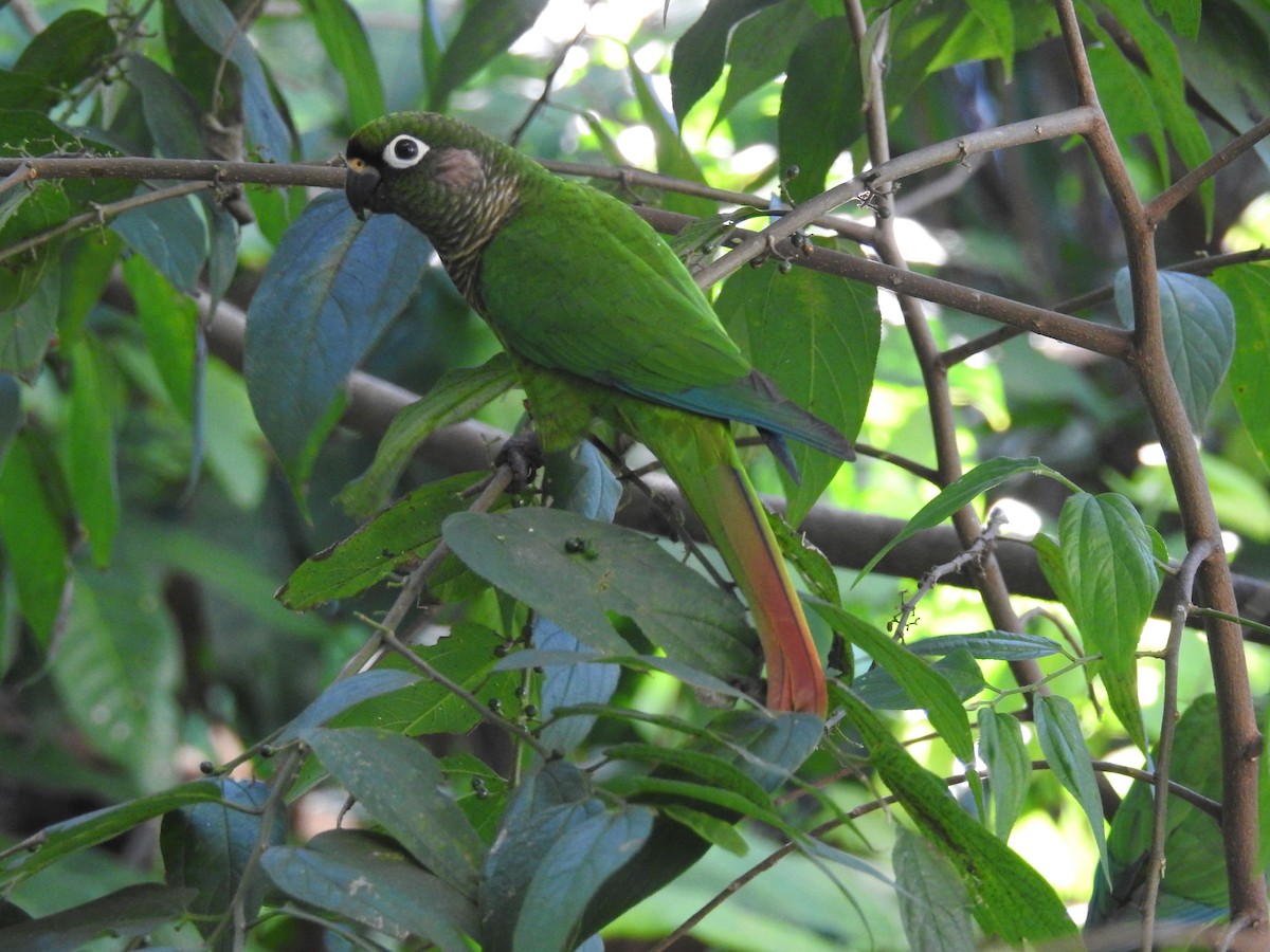 Maroon-bellied Parakeet - Thays Hungria