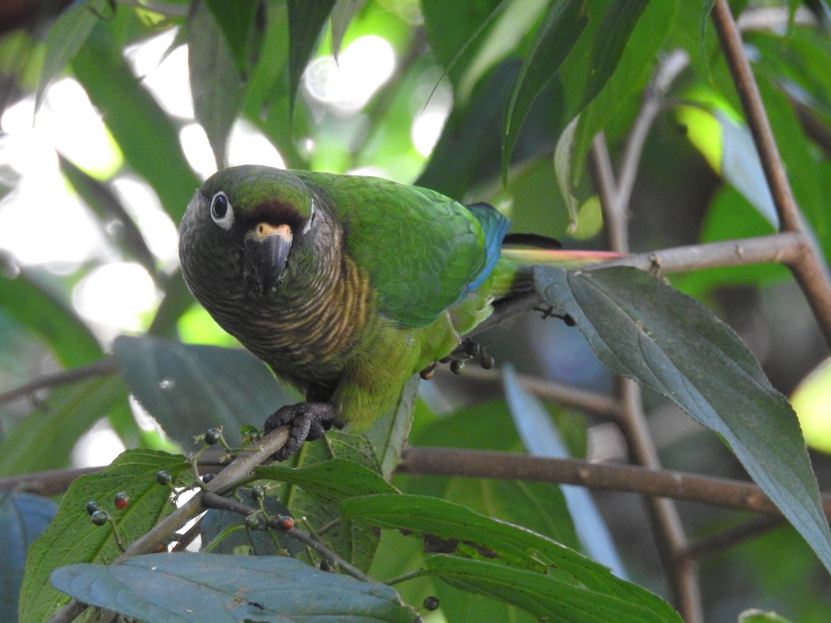 ウロコメキシコインコ - ML164423581