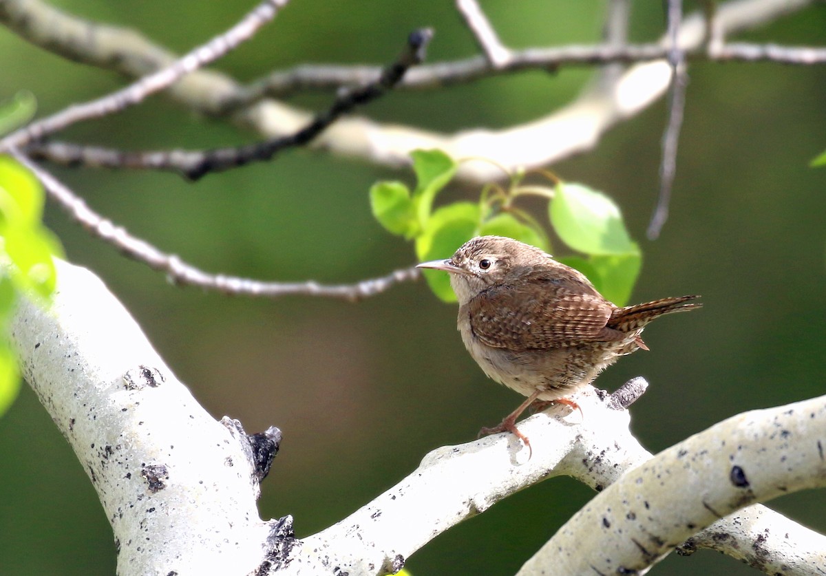 Northern House Wren - ML164423911
