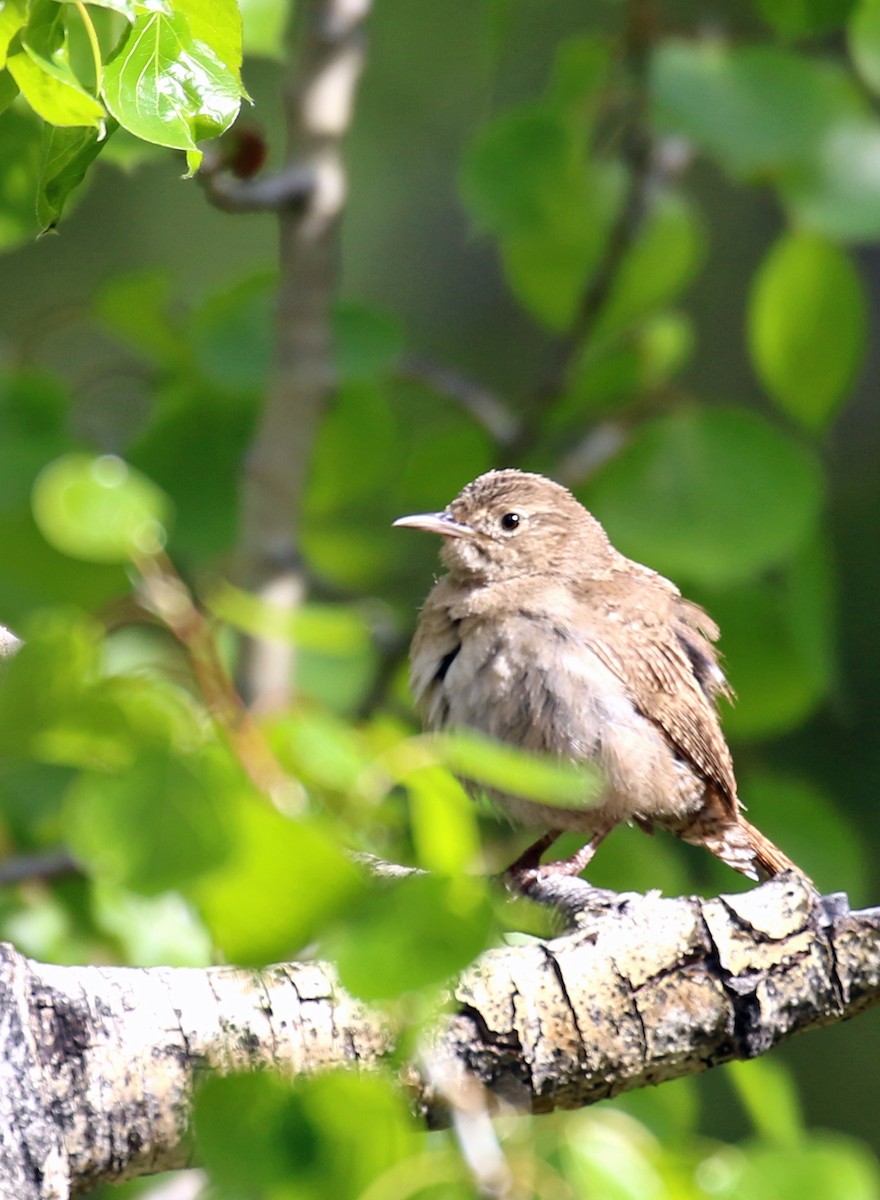 Northern House Wren - ML164424131