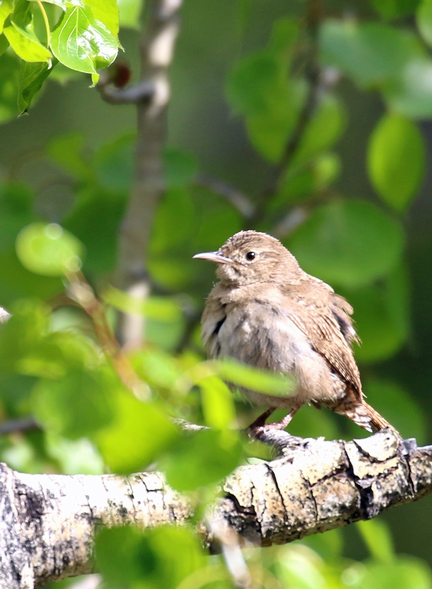 House Wren - ML164424131