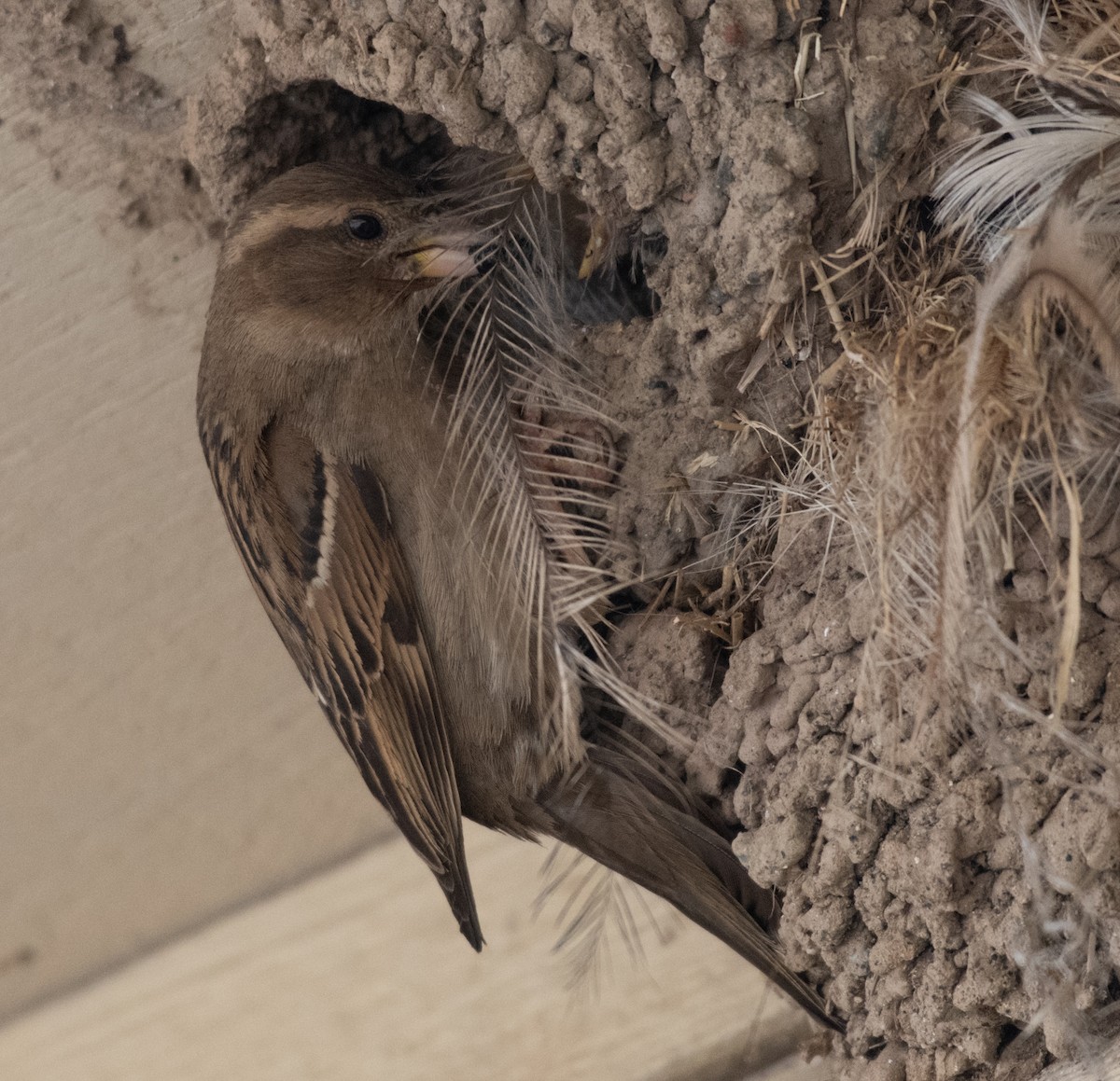 Moineau domestique - ML164424361