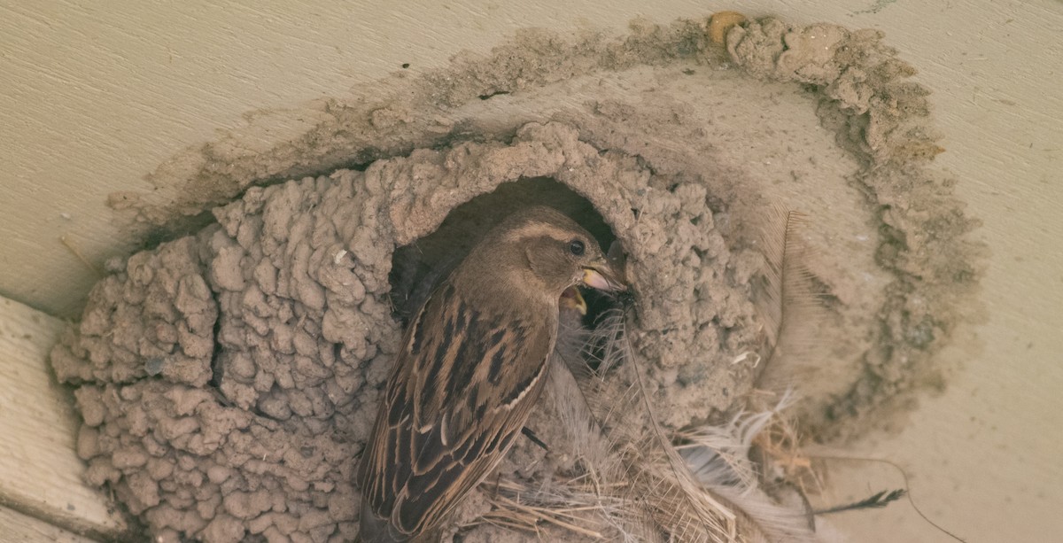 Moineau domestique - ML164424381