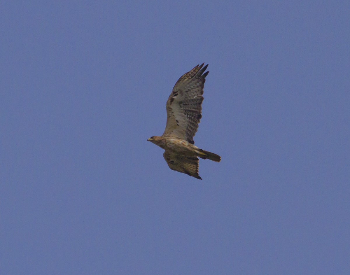 Bonelli's Eagle - Ronith Urs