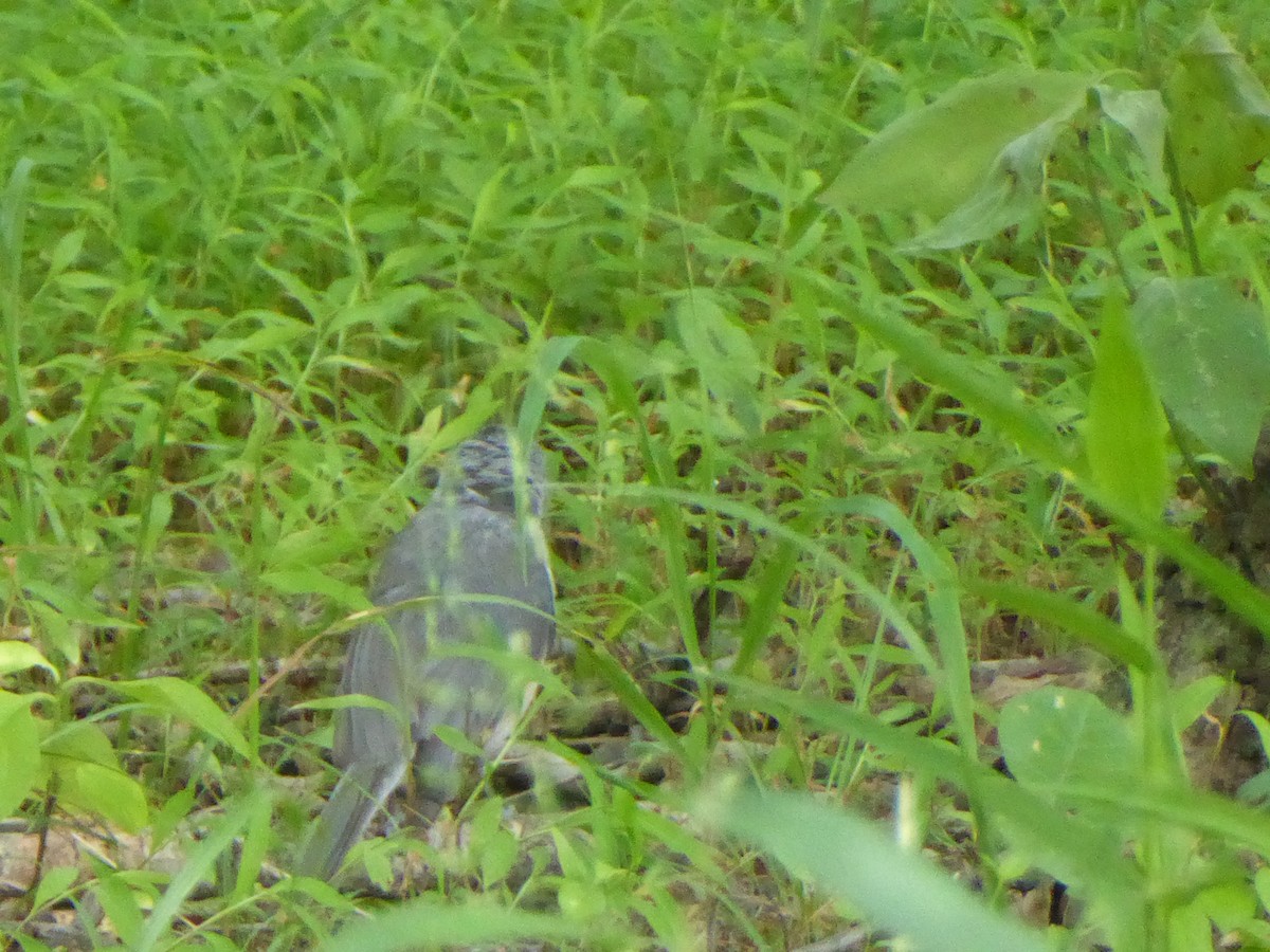 Tufted Titmouse - ML164426251