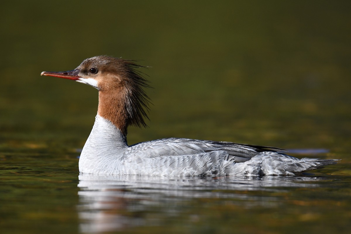 Common Merganser - ML164426291