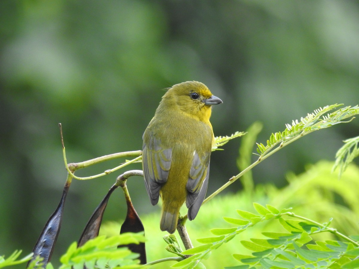 Violaceous Euphonia - ML164426881