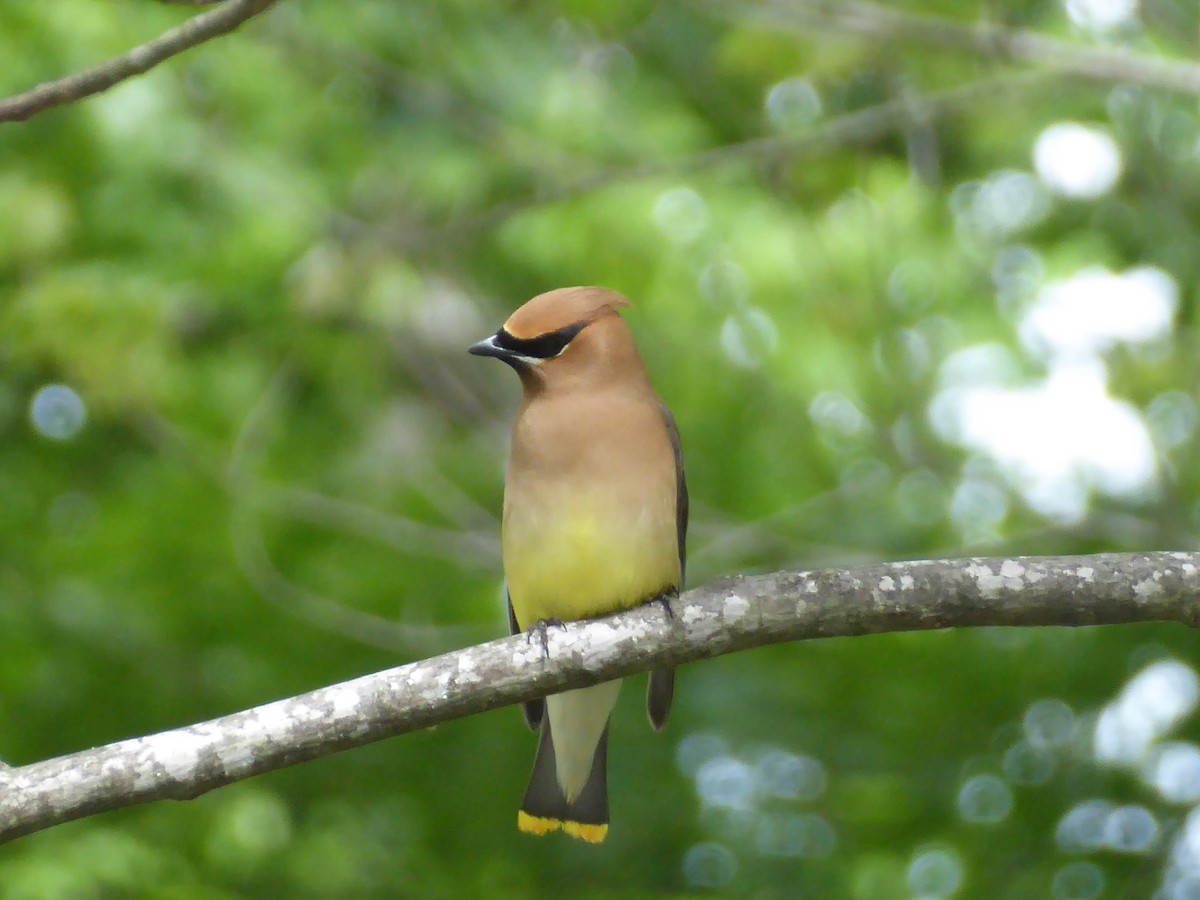 Cedar Waxwing - ML164426981