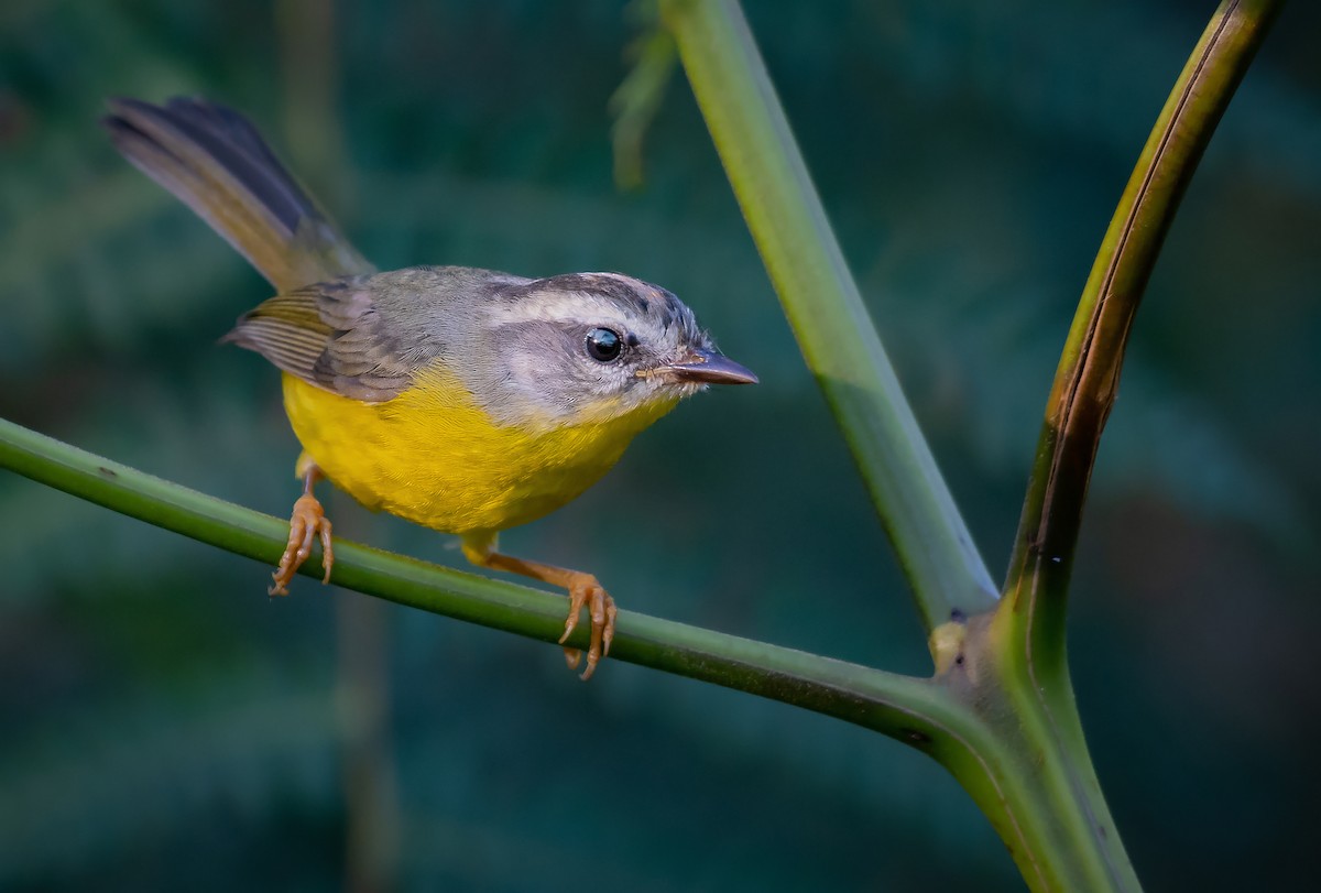 Golden-crowned Warbler - ML164430521