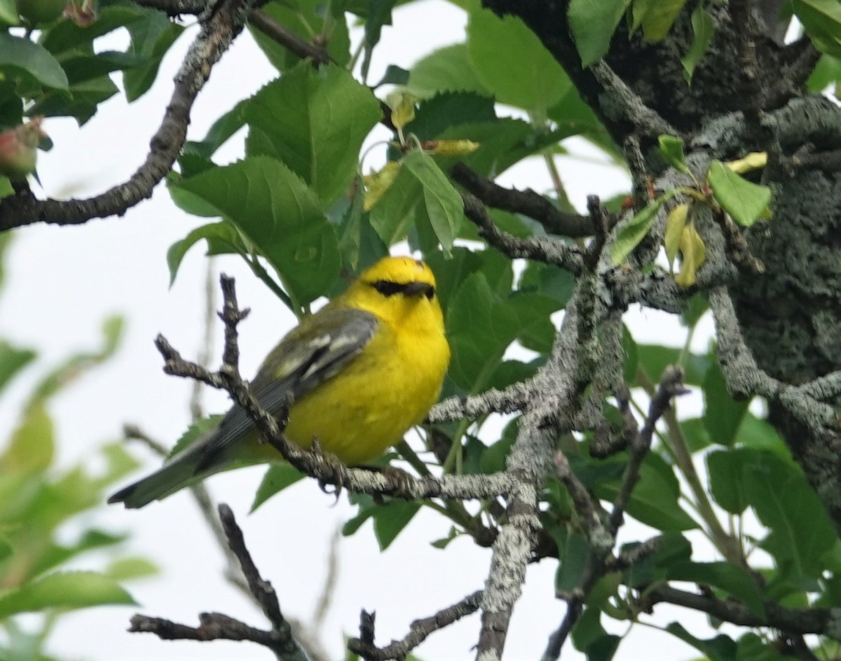 Blue-winged Warbler - ML164432031