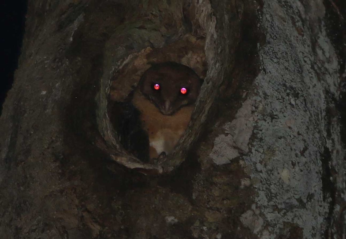 Seram Masked-Owl - ML164432521