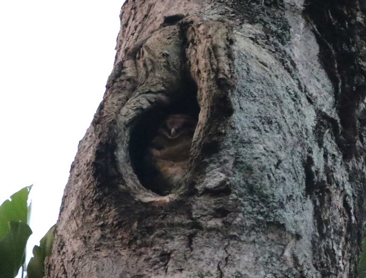 Seram Masked-Owl - Ashley Banwell