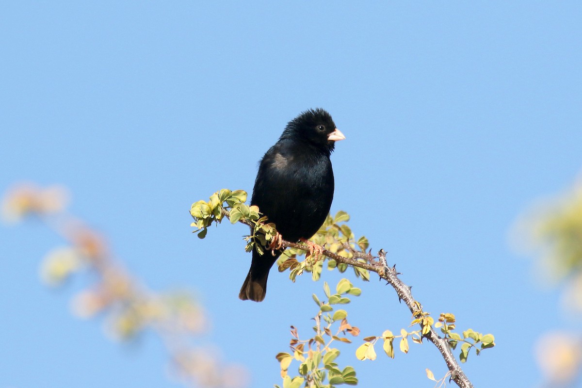 Village Indigobird - ML164435081