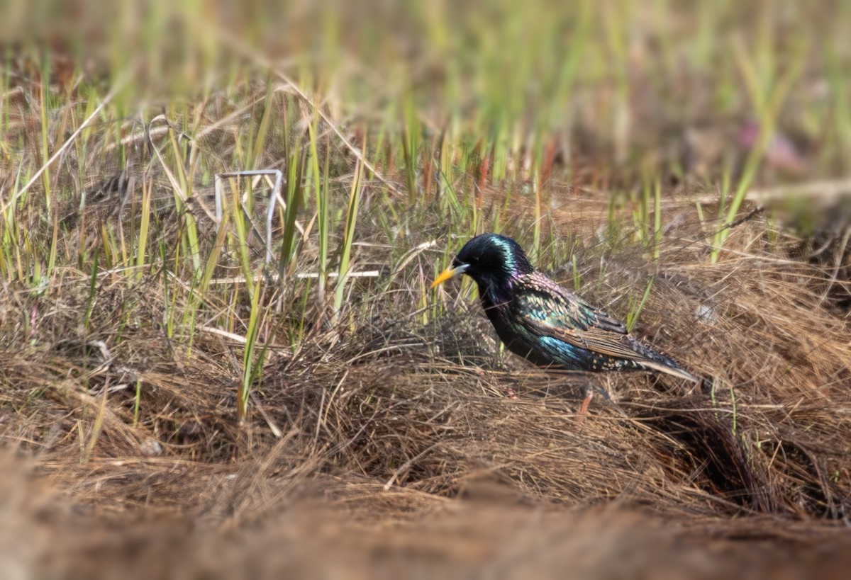 European Starling - ML164438241