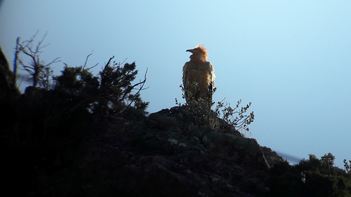 Egyptian Vulture - ML164439611