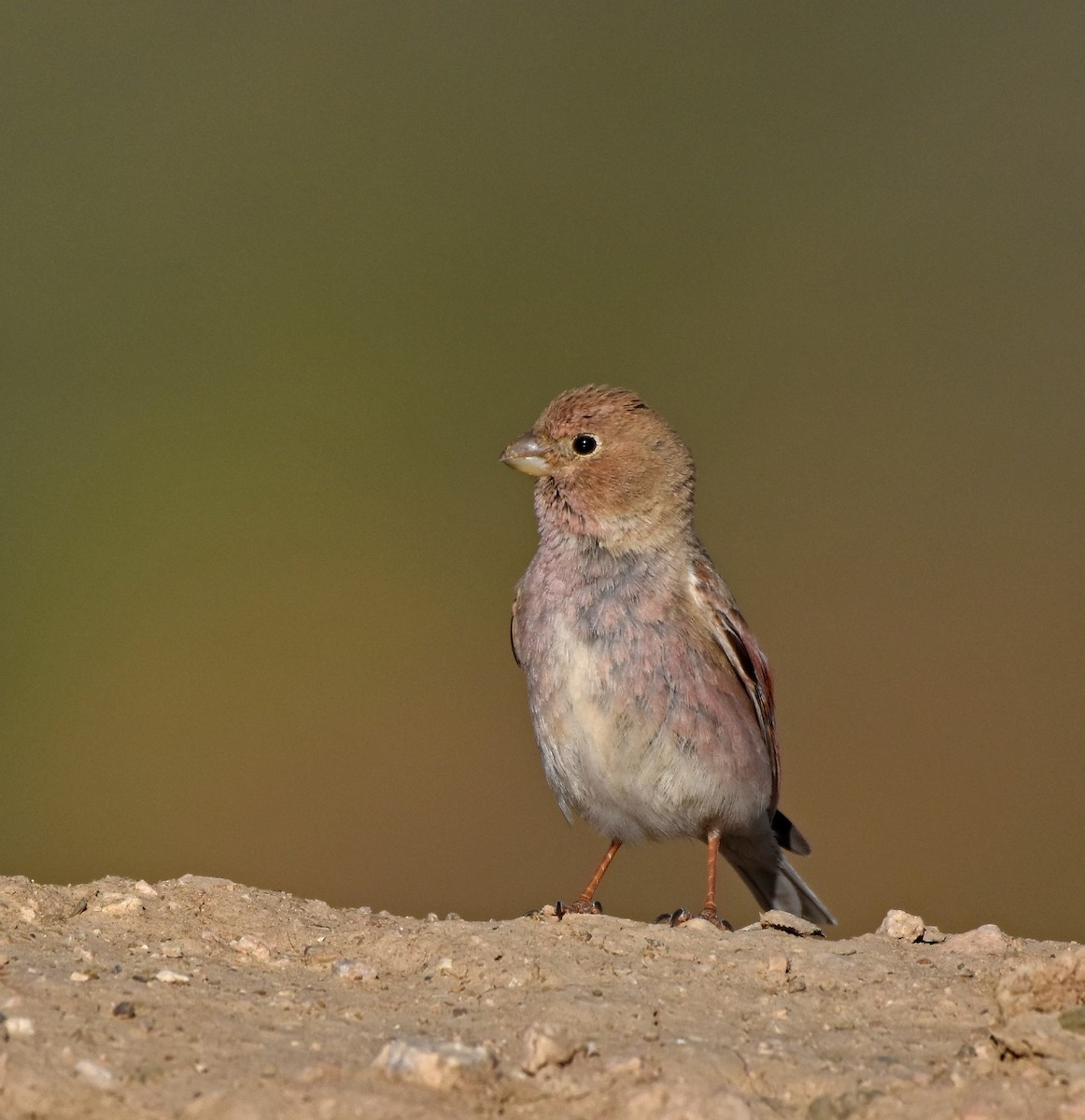 Mongolian Finch - ML164440341
