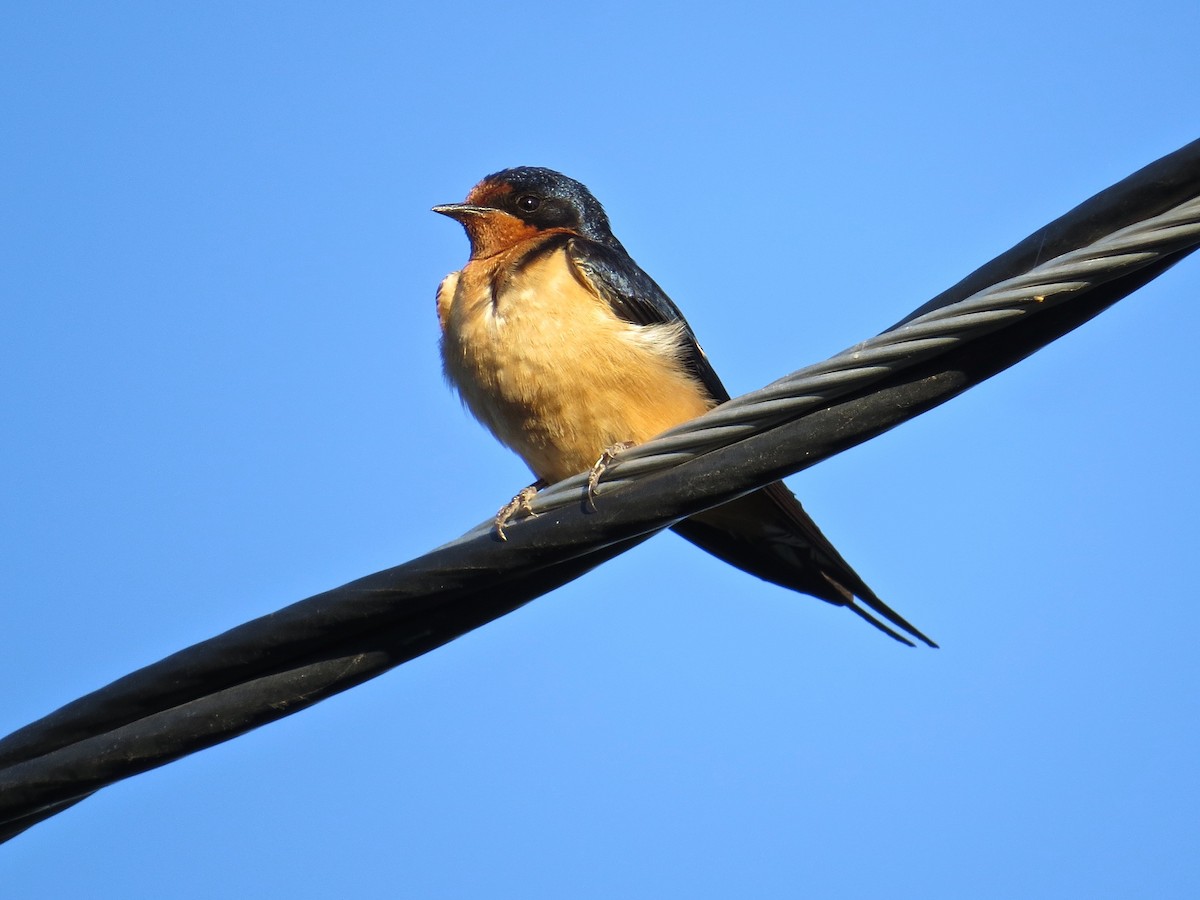 Barn Swallow - Kenneth Weaver