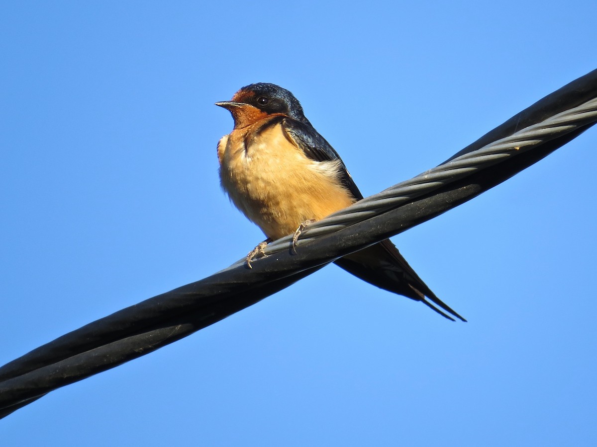 Barn Swallow - ML164441151