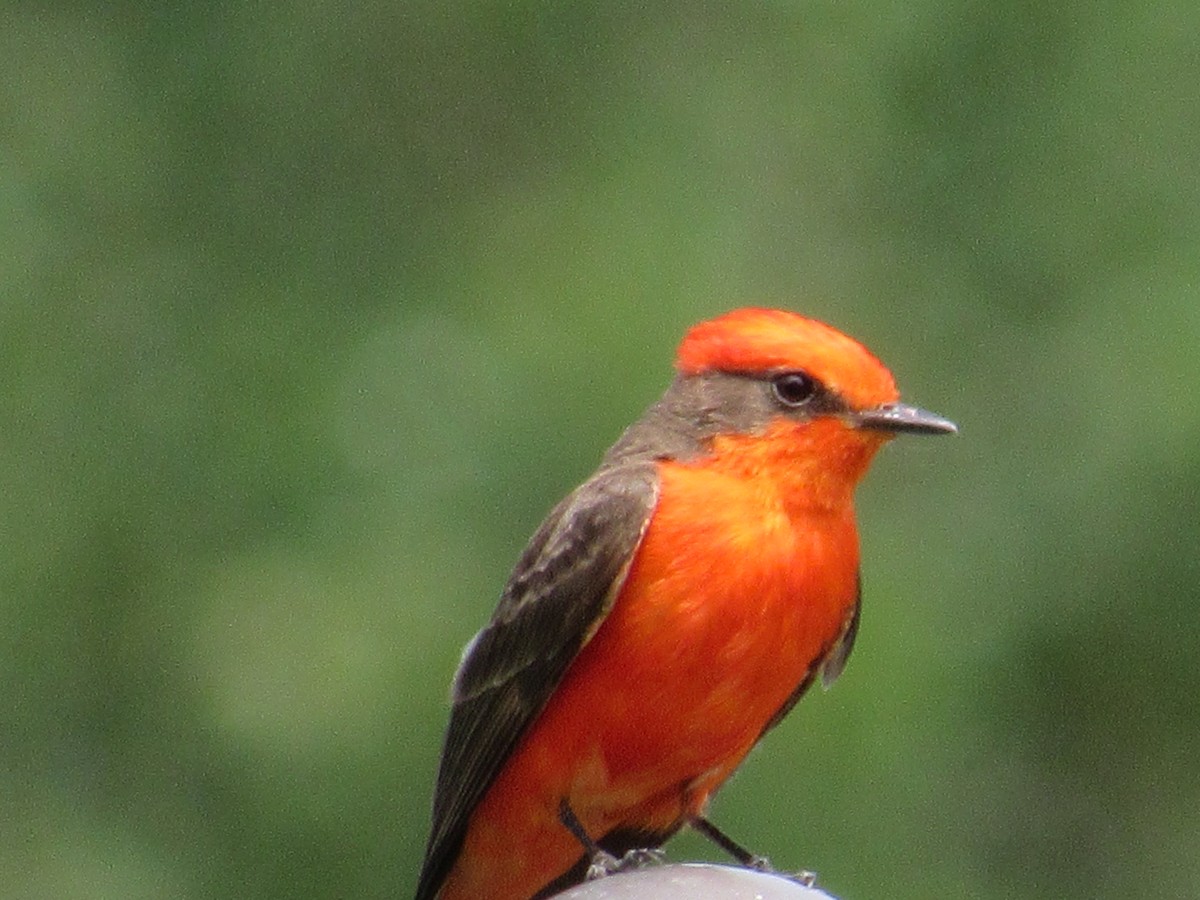 Vermilion Flycatcher - Caleb Helsel