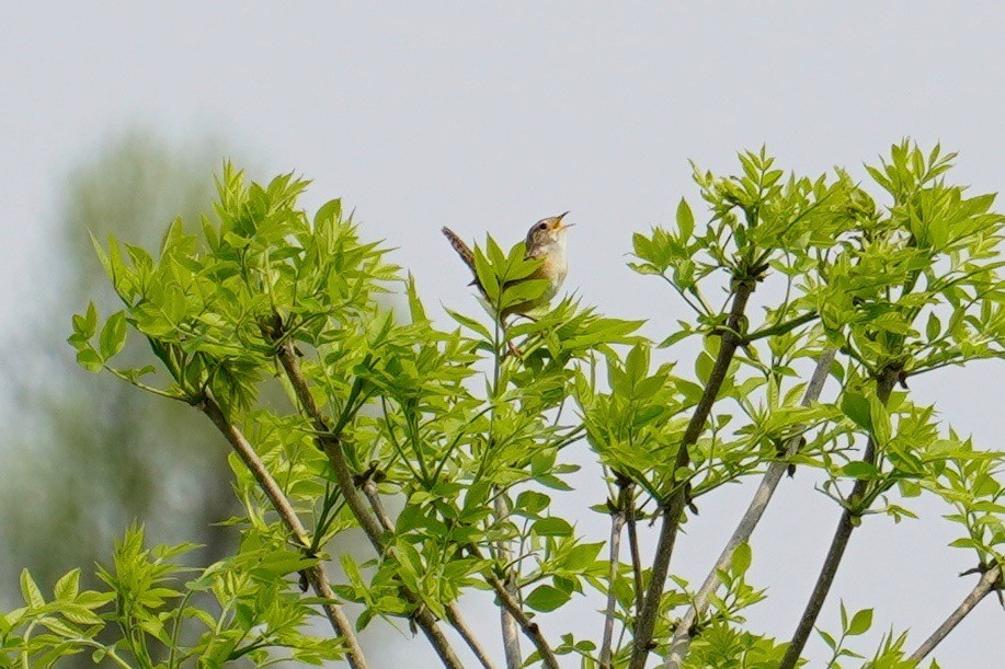 Sedge Wren - ML164445161