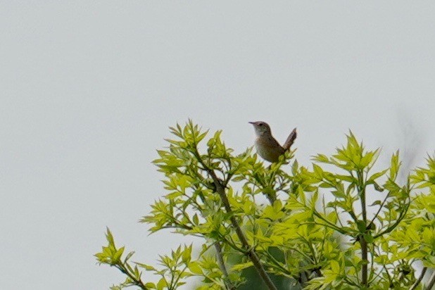 Sedge Wren - ML164445191