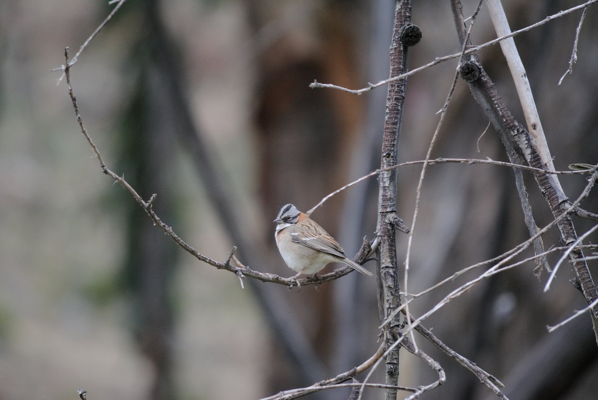Rufous-collared Sparrow - EDUARDO CARRERO ZAPATA