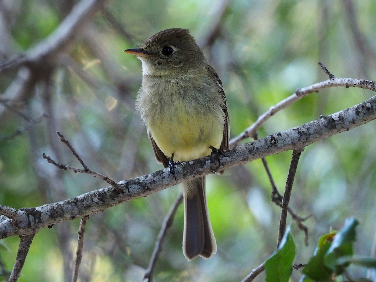 Western Flycatcher (Pacific-slope) - ML164447721