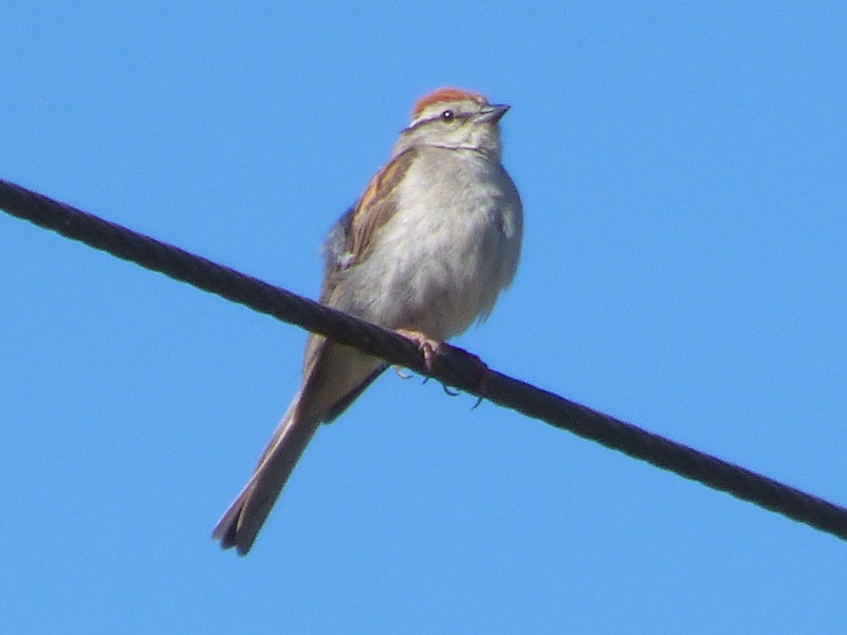 Chipping Sparrow - ML164449151