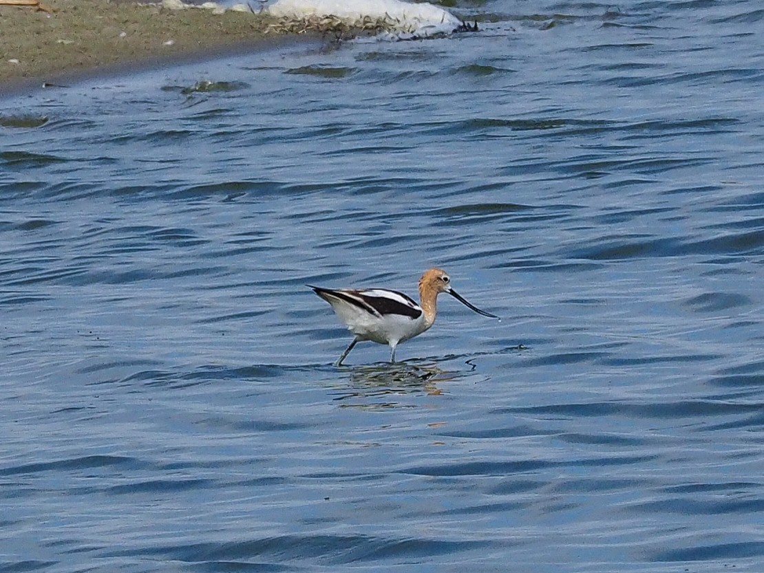 Avocette d'Amérique - ML164449171