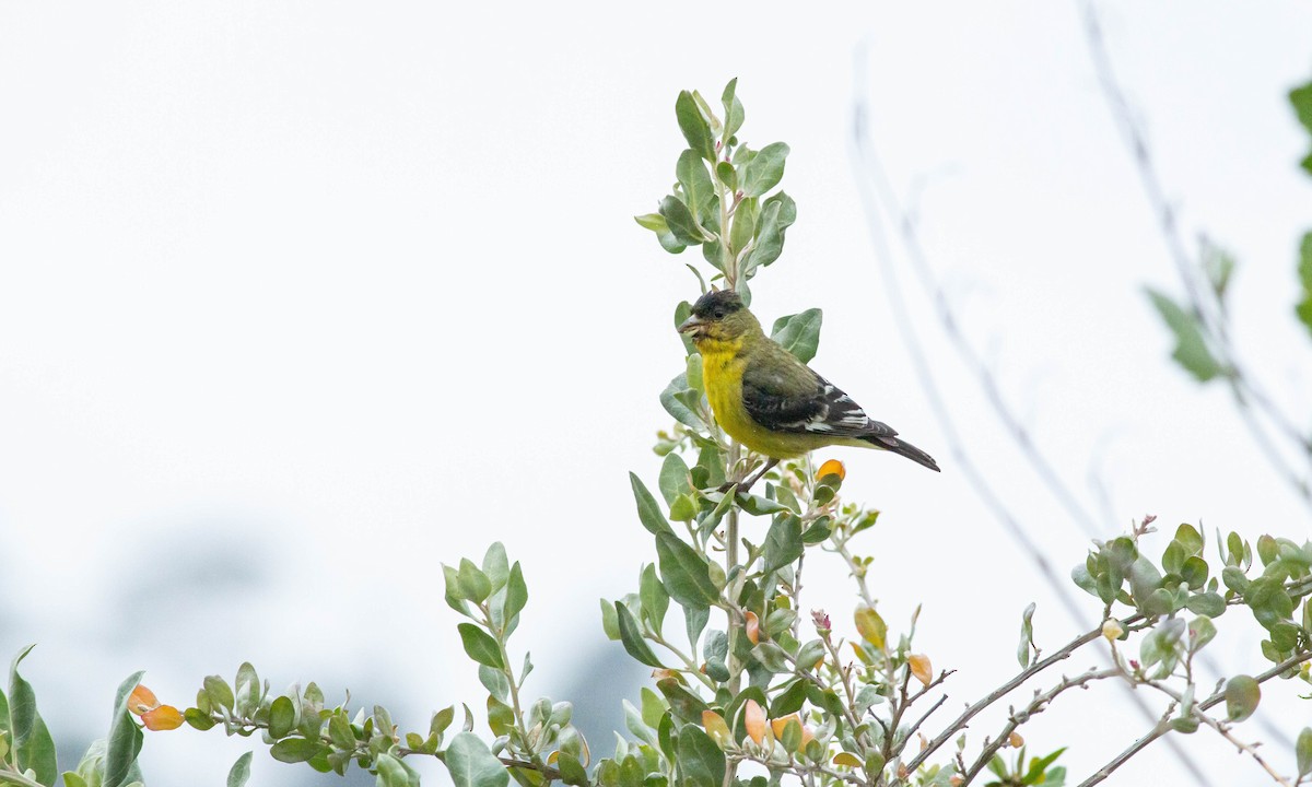 Lesser Goldfinch - ML164449241