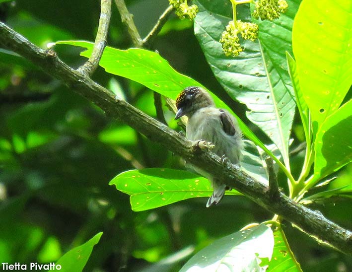 Grayish Piculet - ML164450631