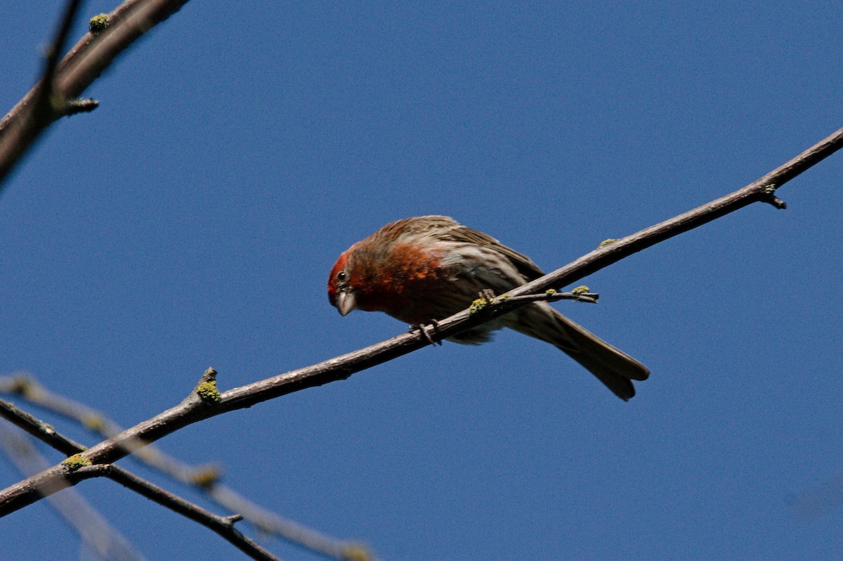 House Finch - ML164452851