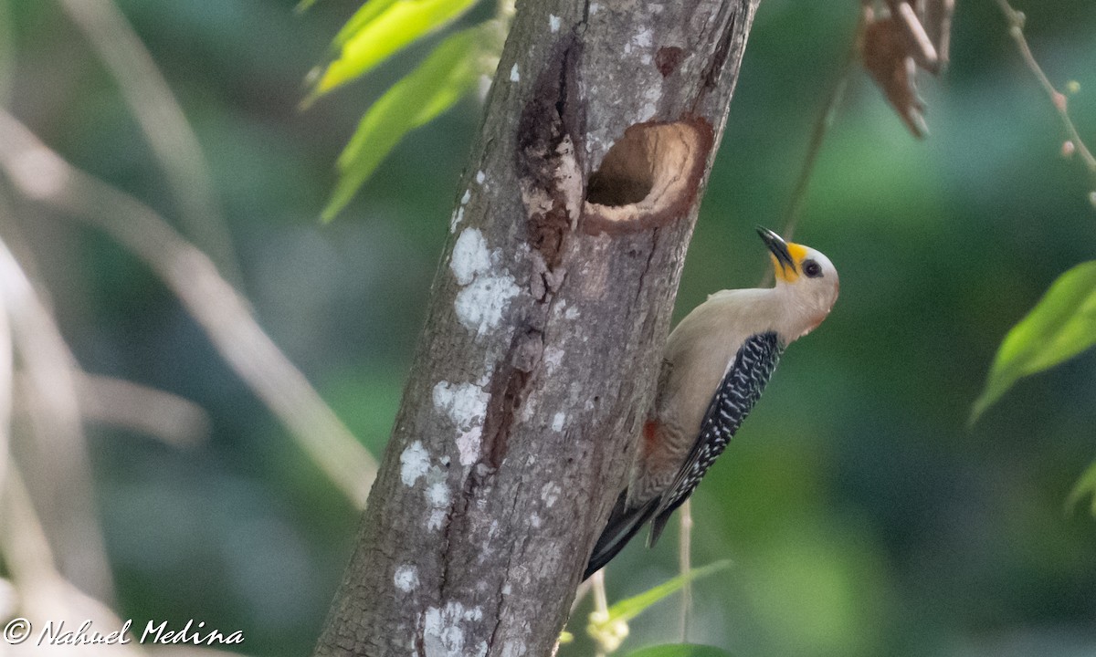 Yucatan Woodpecker - Nahuel Medina