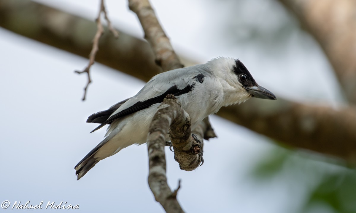 Black-crowned Tityra - ML164455081