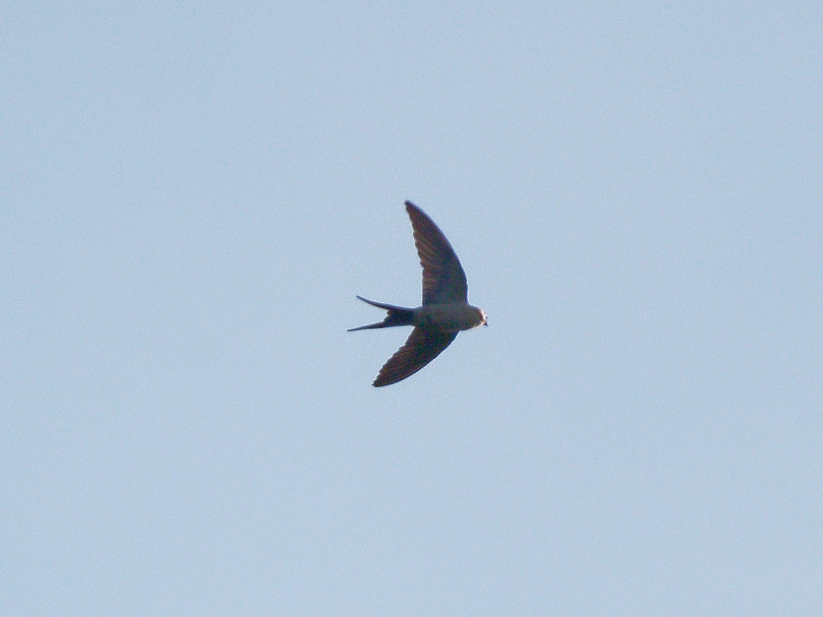 Red-rumped Swallow - Joost Limburg